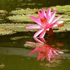 spiegelnde Seerose im Teich