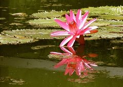 spiegelnde Seerose im Teich