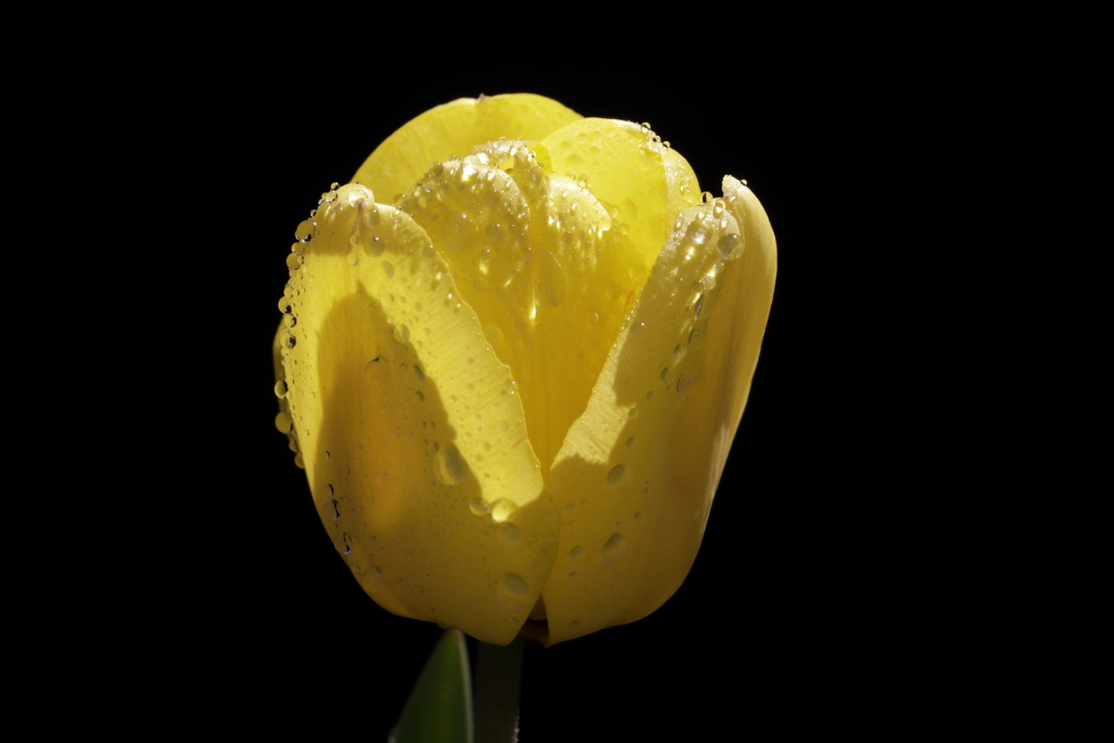 spiegelnde Wassertropfen - Gelbe Tulpe