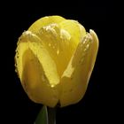 spiegelnde Wassertropfen - Gelbe Tulpe
