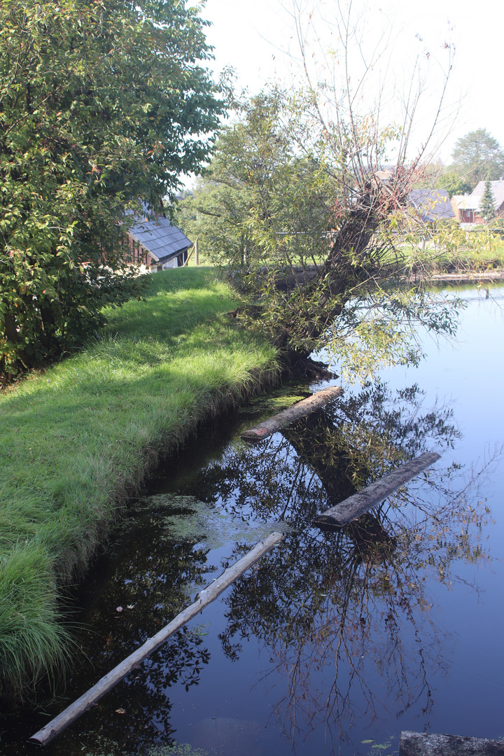 Spiegelnde Weide