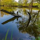 Spiegelnder Frühling