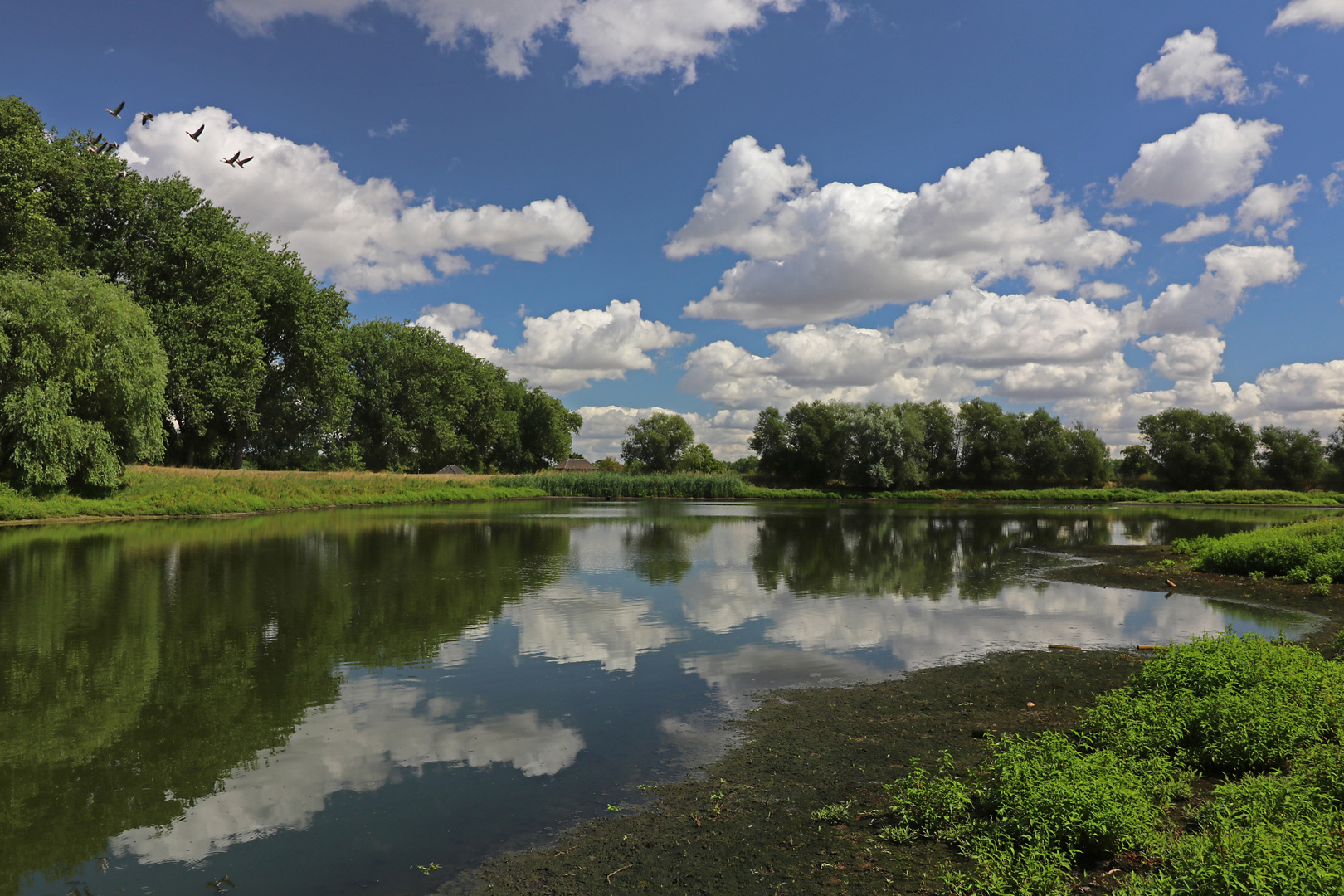 Spiegelndes Wasser und Gänseschar