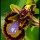 Spiegelorchis Ophrys speculum