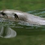 Spiegelotter