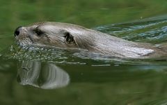 Spiegelotter