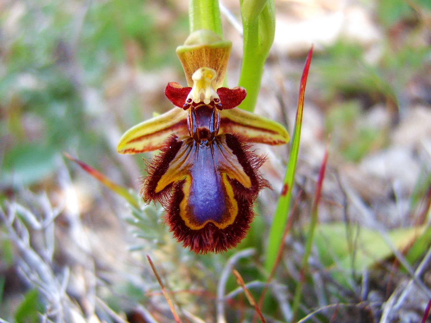 Spiegelragwurz (Ophrys spectulum)