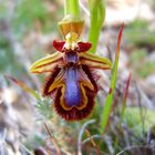 Spiegelragwurz (Ophrys spectulum)