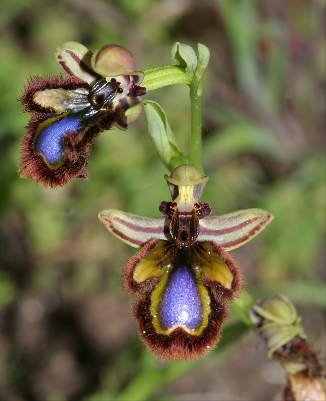 Spiegelragwurz (Ophrys speculum )