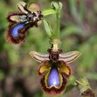 Spiegelragwurz (Ophrys speculum )