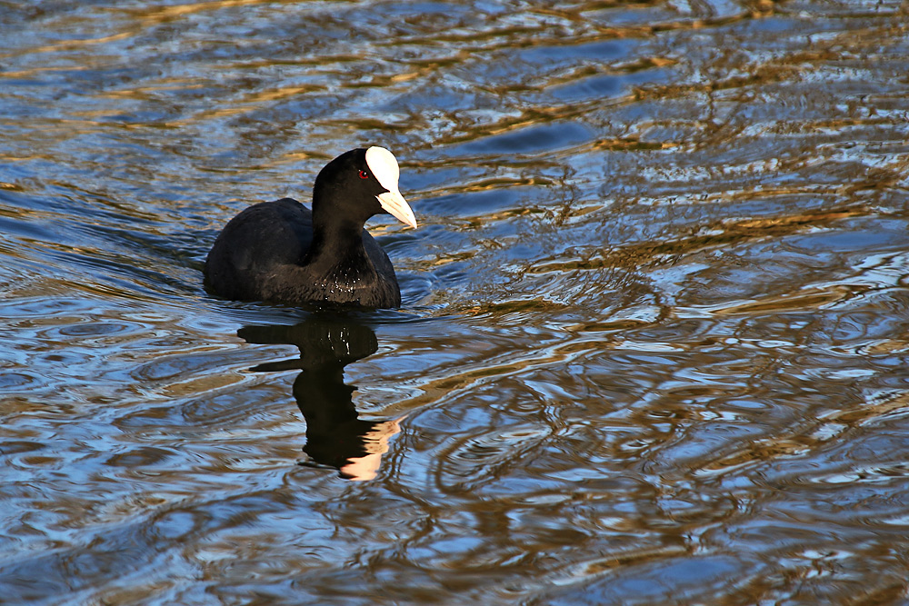 Spiegelralle