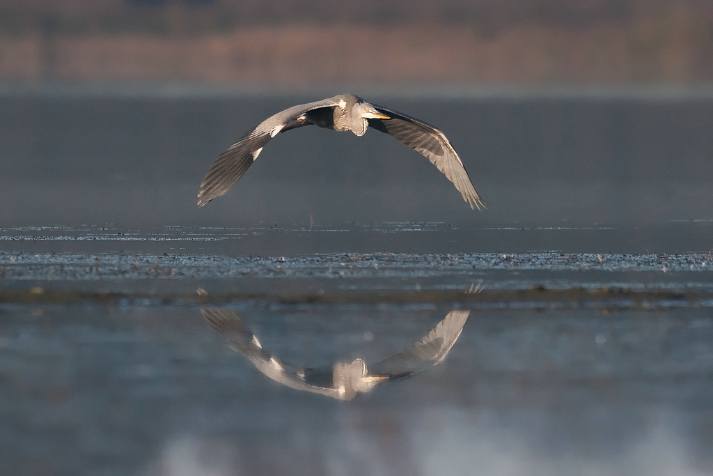 Spiegelreiher