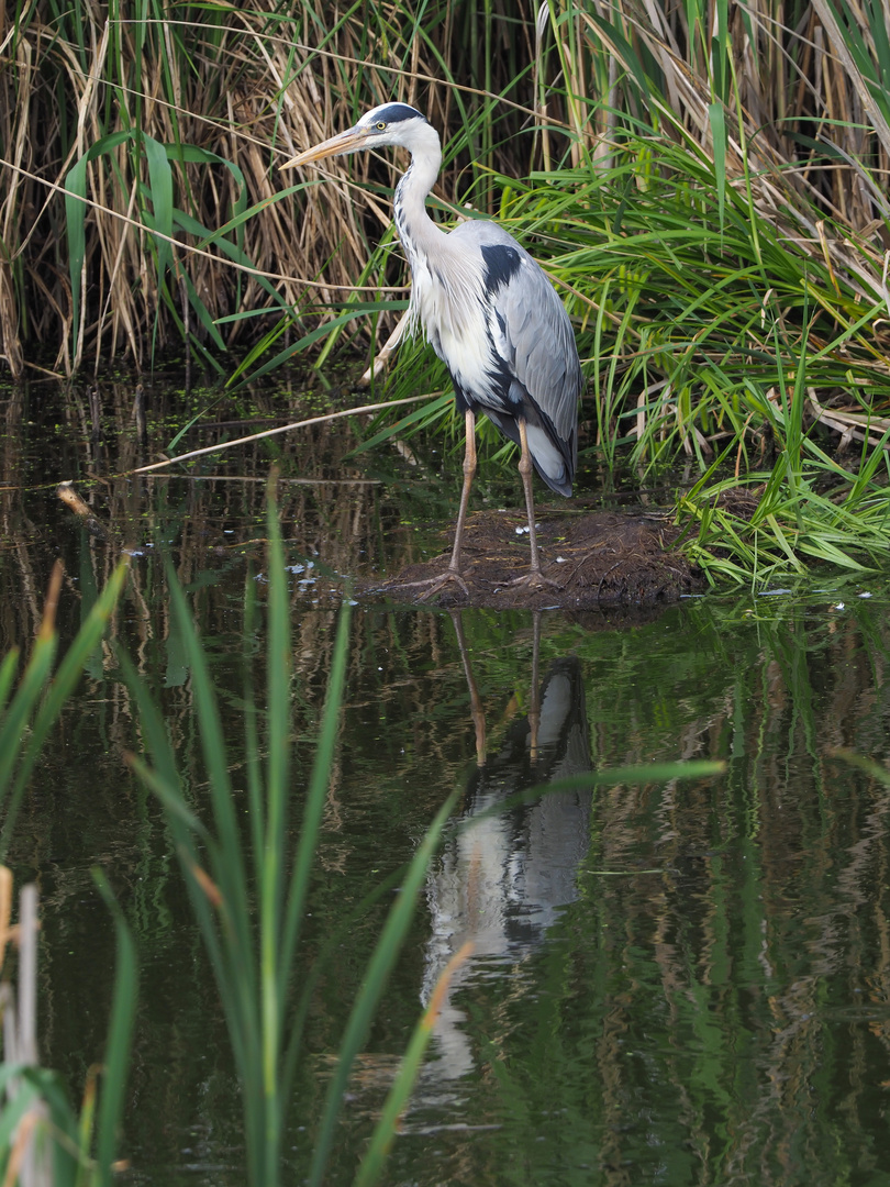 Spiegelreiher