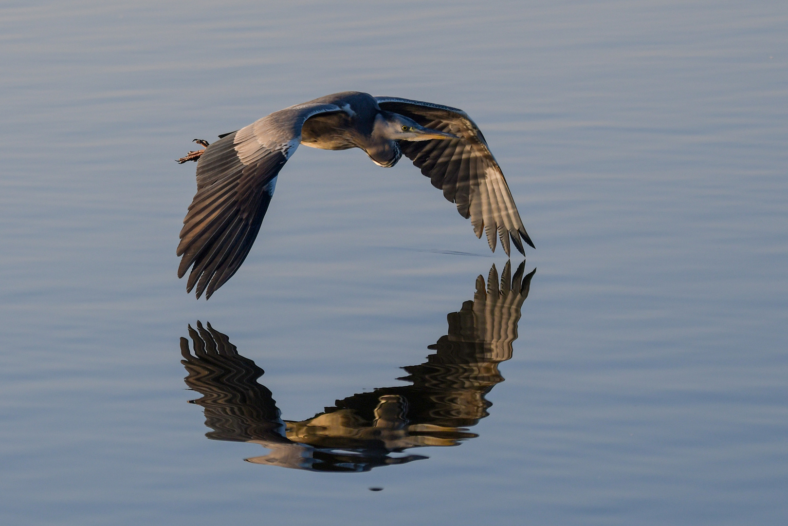 Spiegelreiher