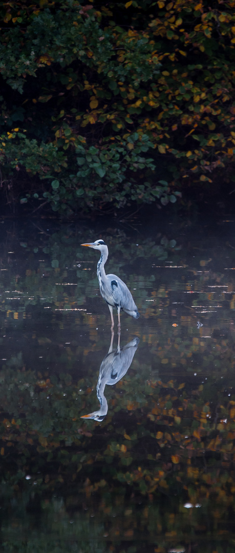 spiegelreiher