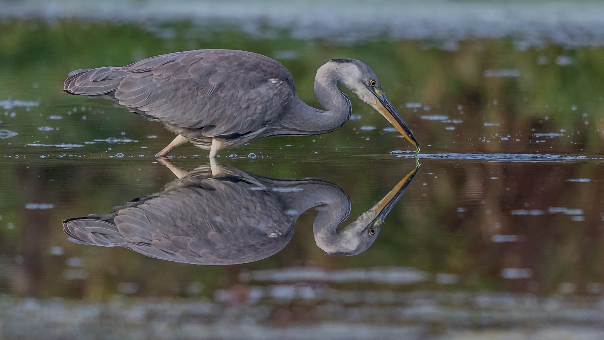 Spiegelreiher