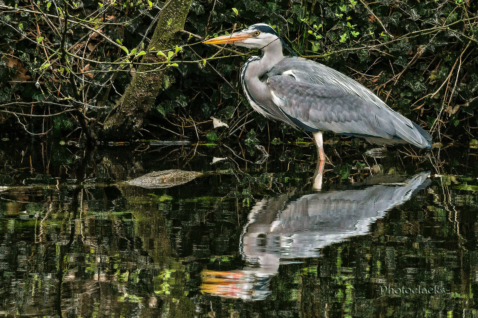 Spiegelreiher