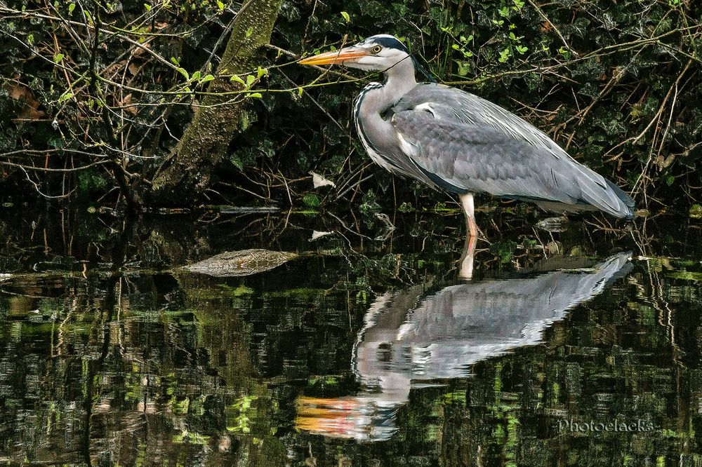 Spiegelreiher