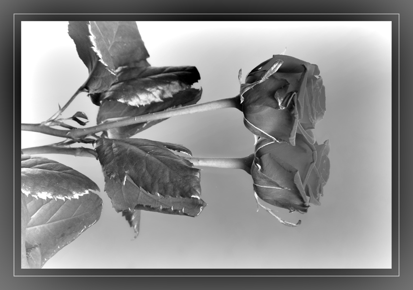 Spiegelrose monochrom