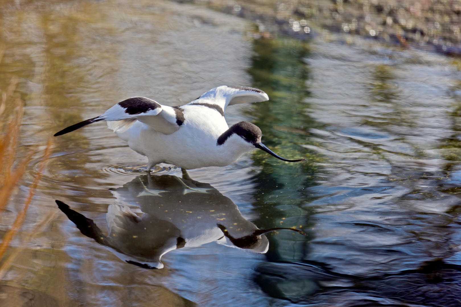 Spiegelsäbler