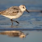 Spiegelsanderling