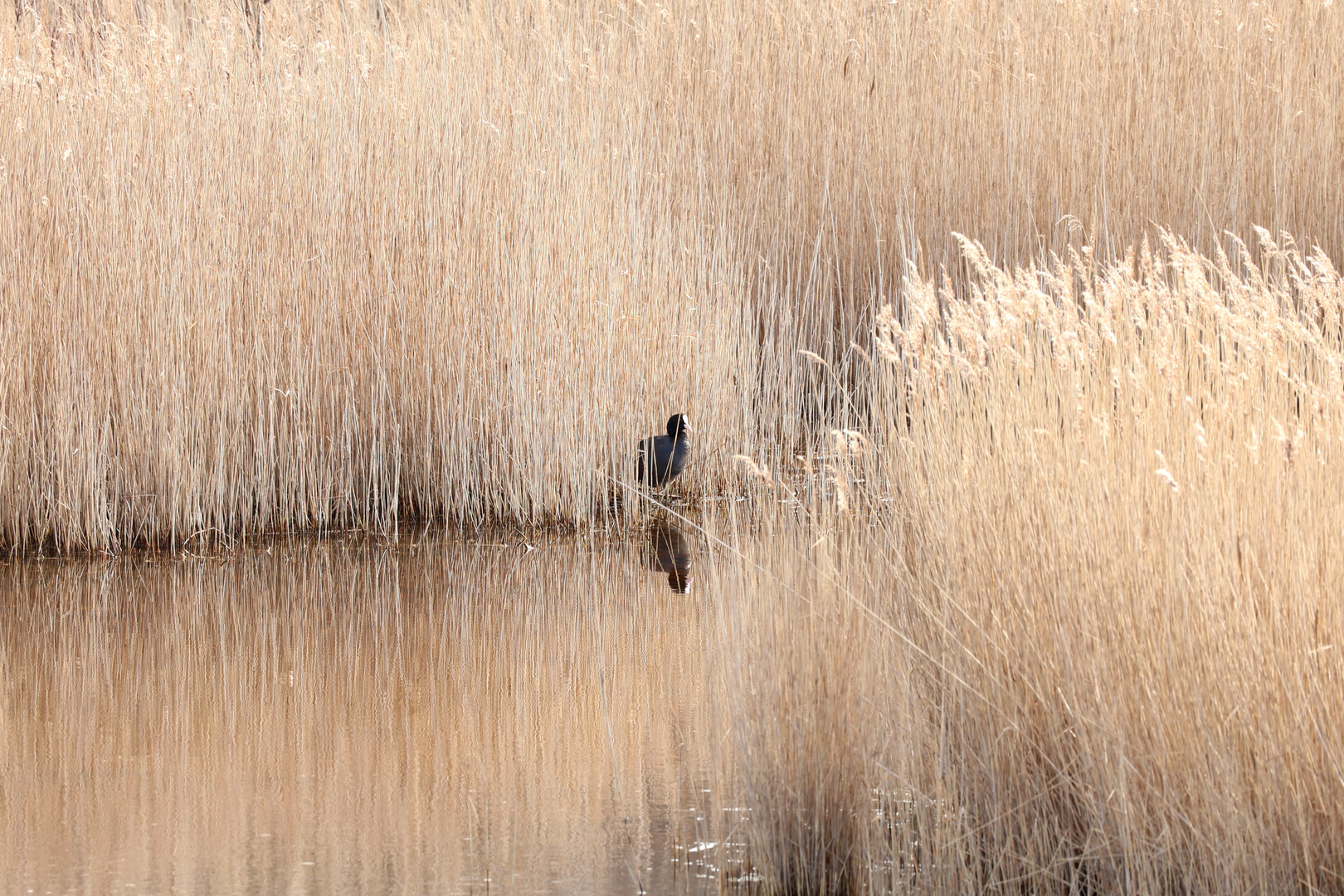 Spiegelschilf mit Huhn