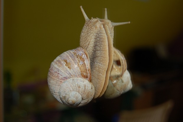 Spiegelschnecke