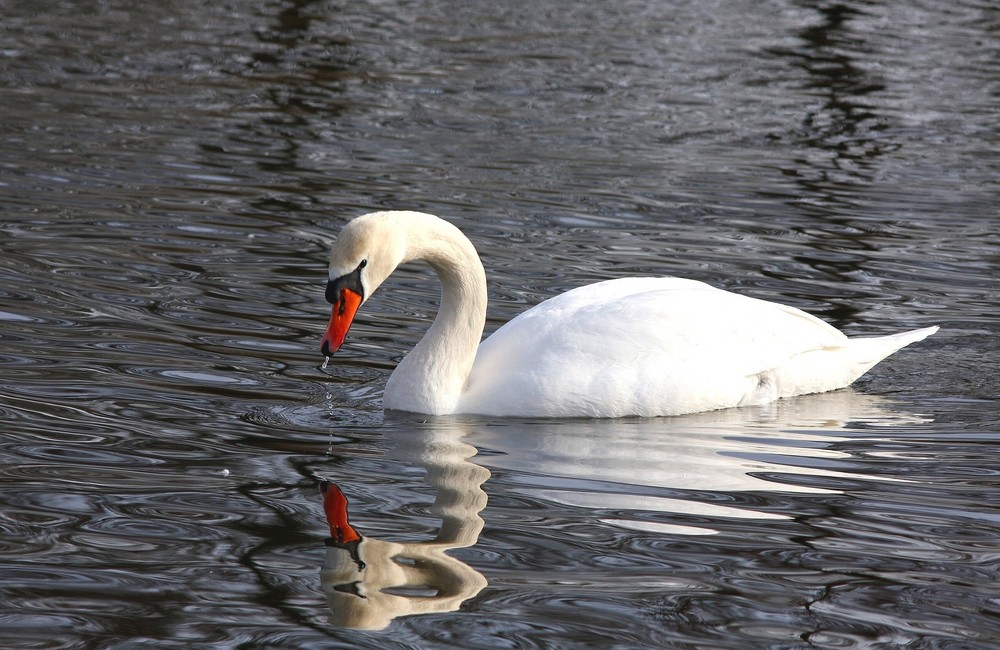 Spiegelschwan