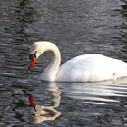 Spiegelschwan