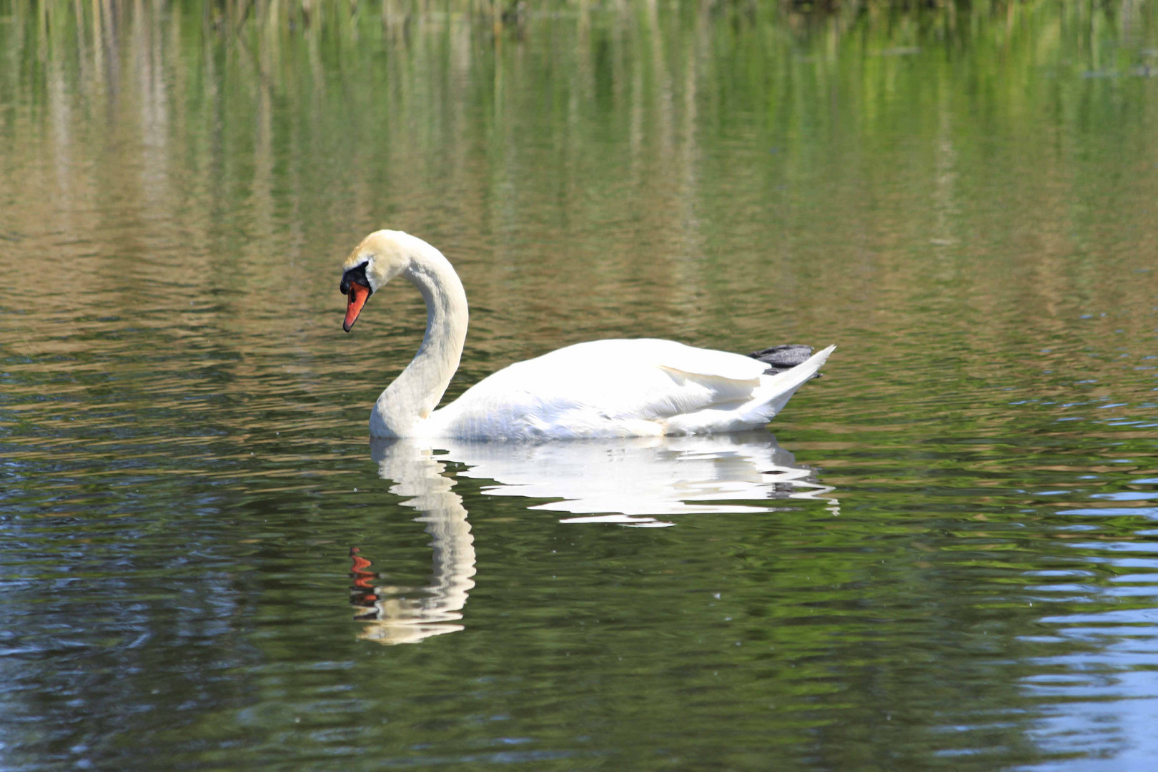 Spiegelschwan