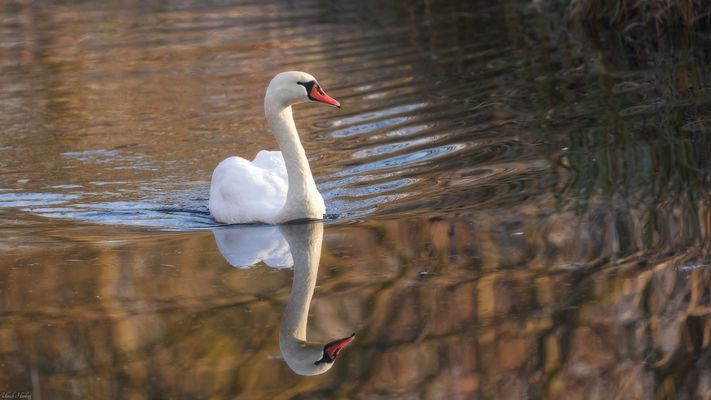 Spiegelschwan