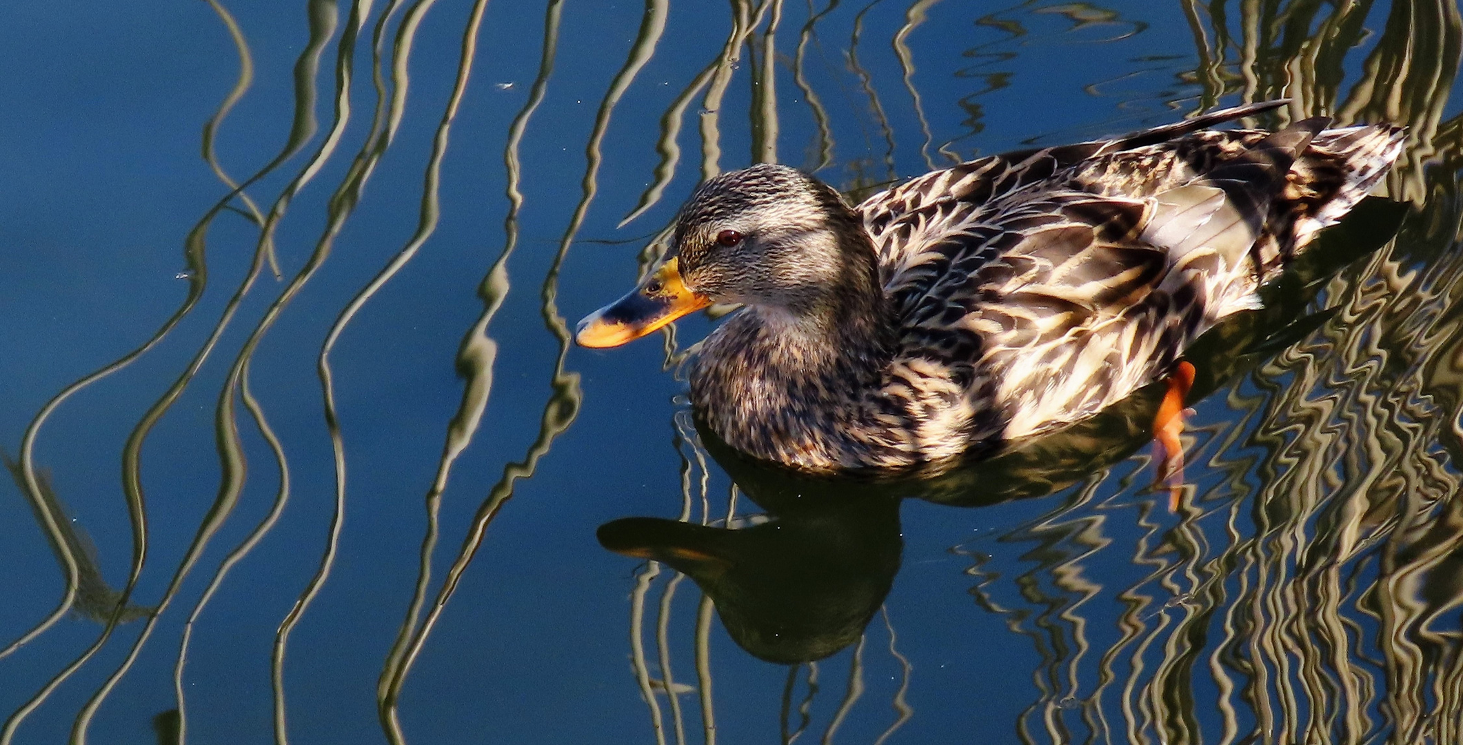 Spiegelstockente