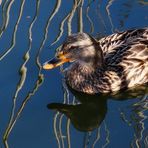 Spiegelstockente