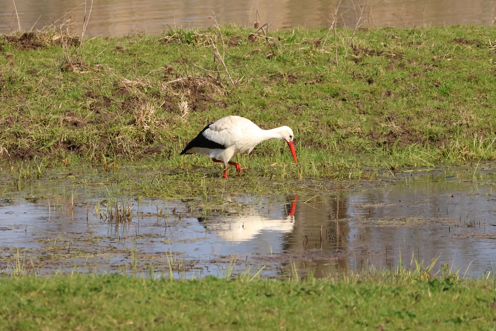 Spiegelstorch