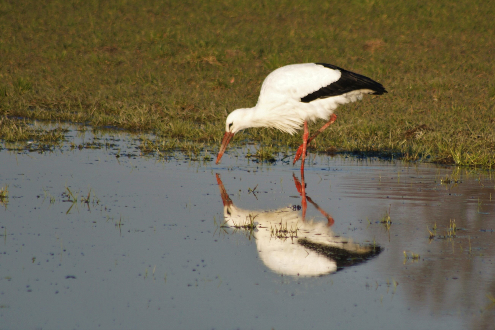 Spiegelstorch