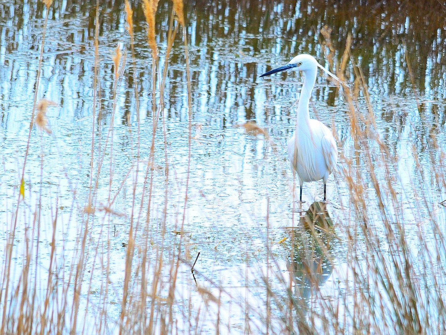 Spiegeltag 06.09.21  Seidenreiher (Egretta garzetta), Little egret, Garceta común