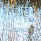 Spiegeltag 06.09.21  Seidenreiher (Egretta garzetta), Little egret, Garceta común