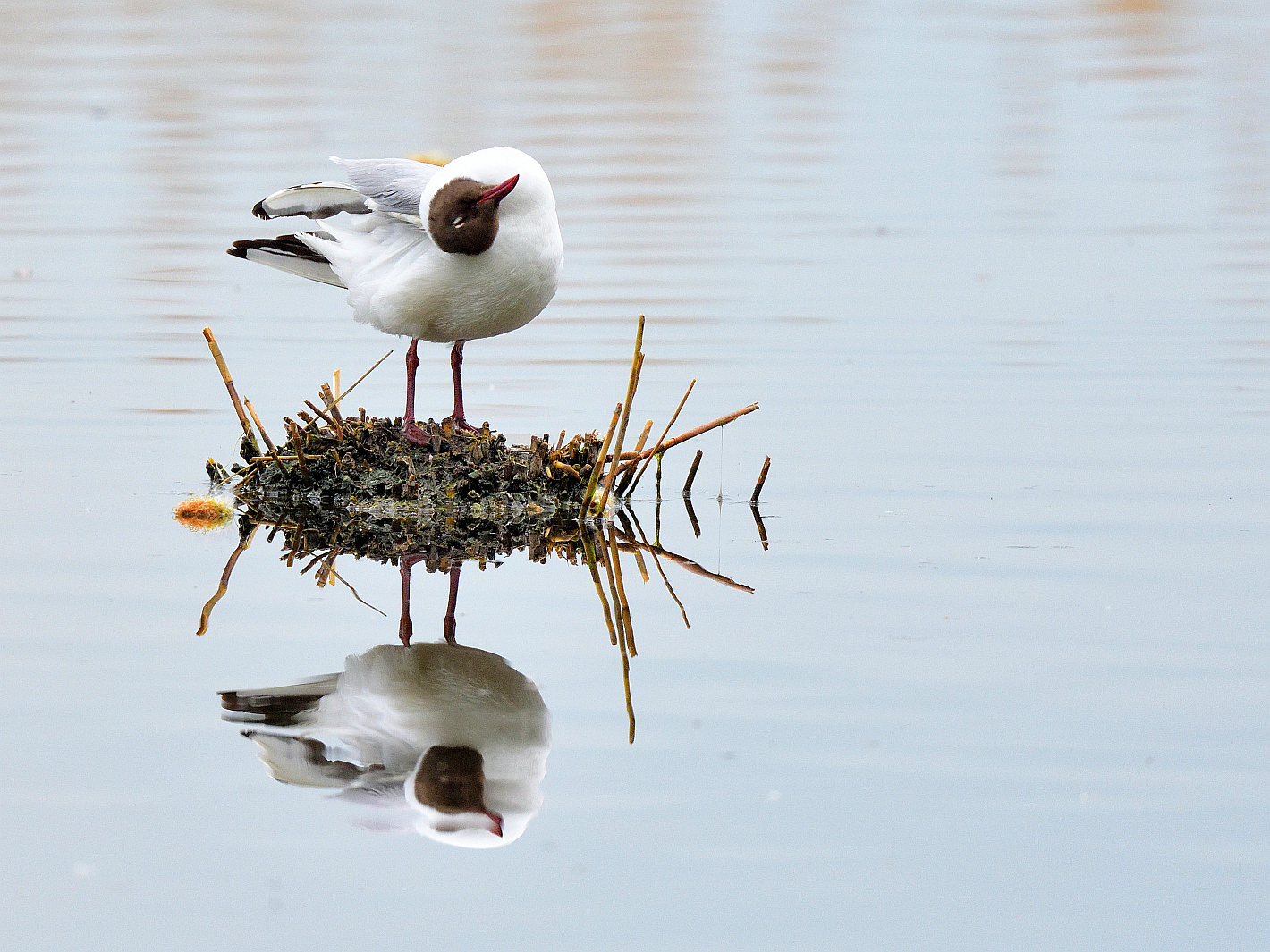 Spiegeltag 12.10.21 Lachmöwe,  Mirror day black-headed gull, dia de Espejo, gaviota reidora