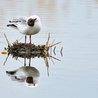 Spiegeltag 12.10.21 Lachmöwe,  Mirror day black-headed gull, dia de Espejo, gaviota reidora