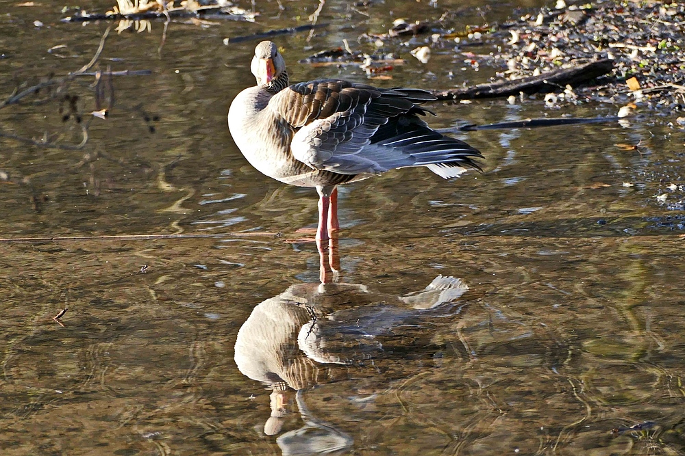 Spiegeltag