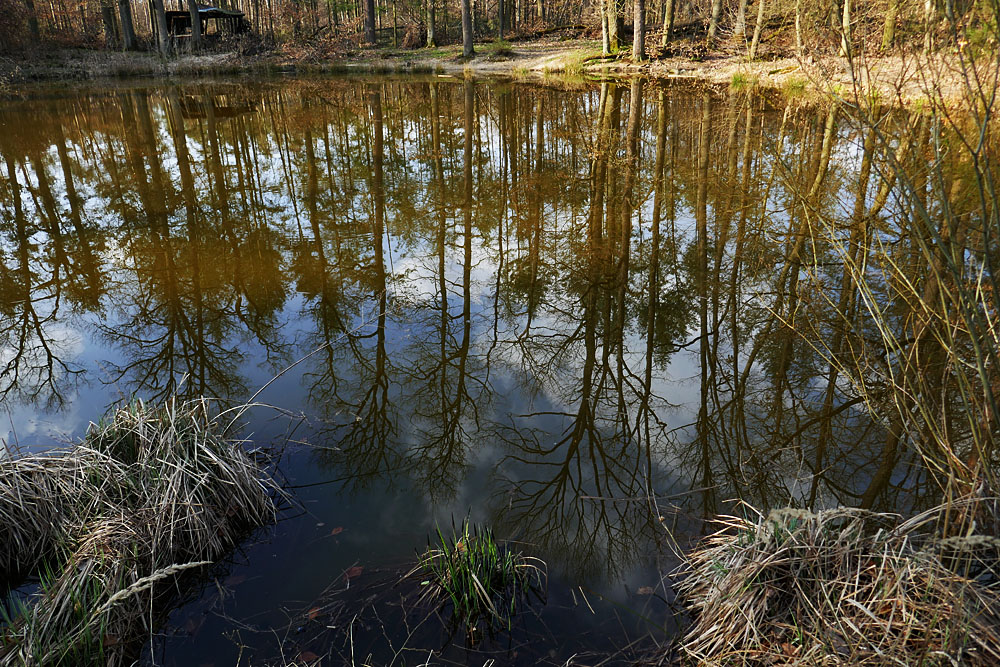 Spiegeltag: ...am Lindensee.