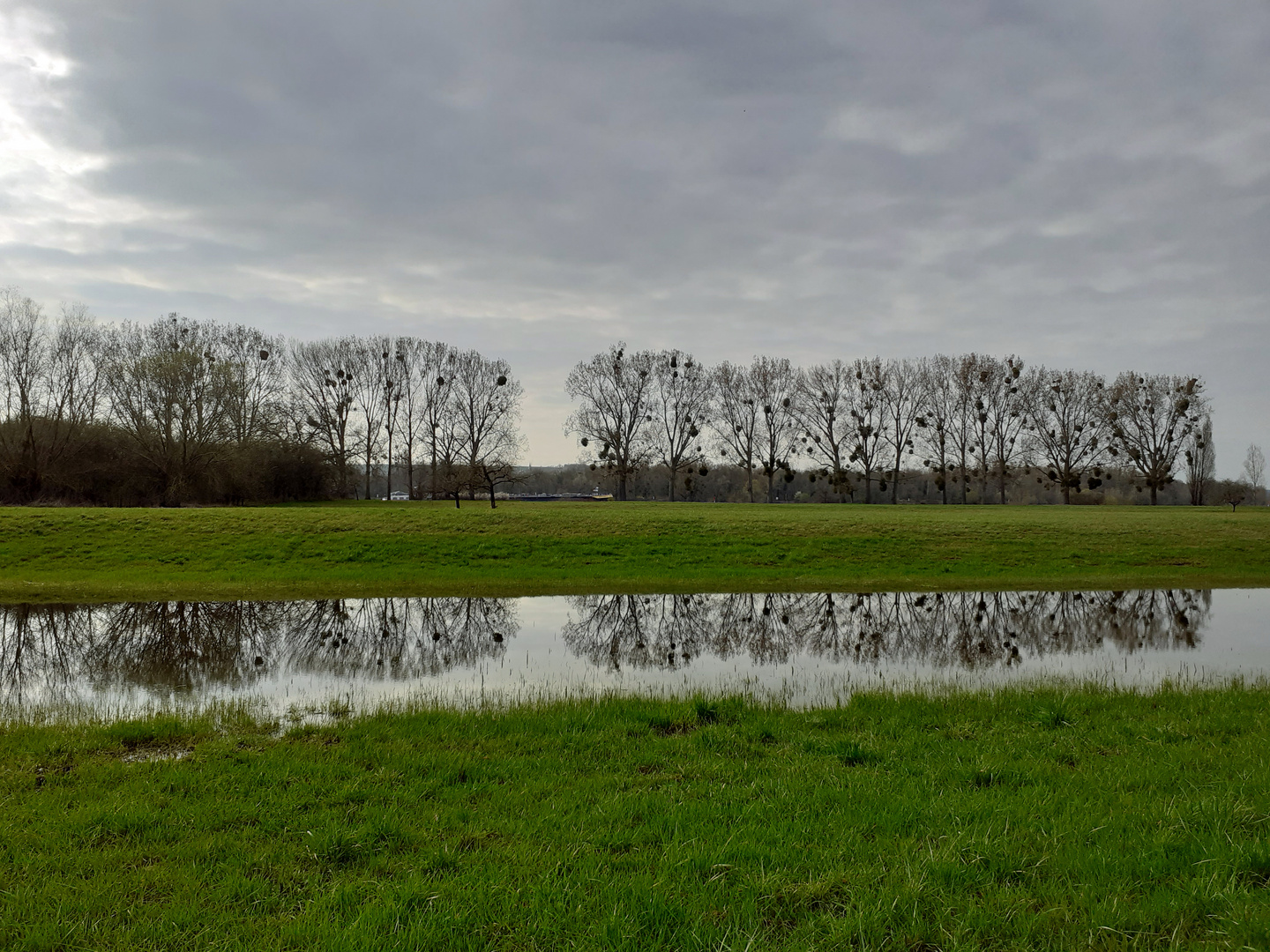 Spiegeltag  - am Rhein - 