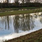 Spiegeltag: Am Rhein