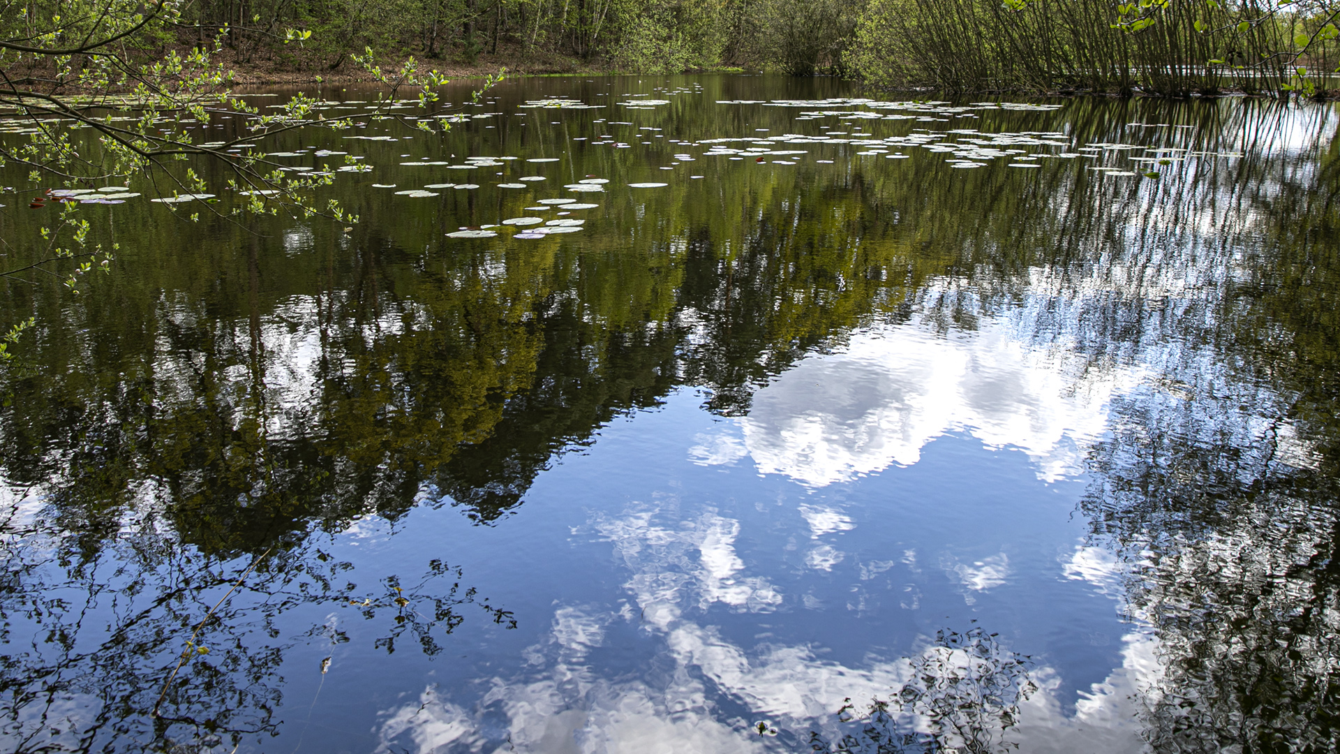 Spiegeltag - Am Seerosenteich