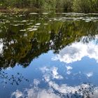 Spiegeltag - Am Seerosenteich