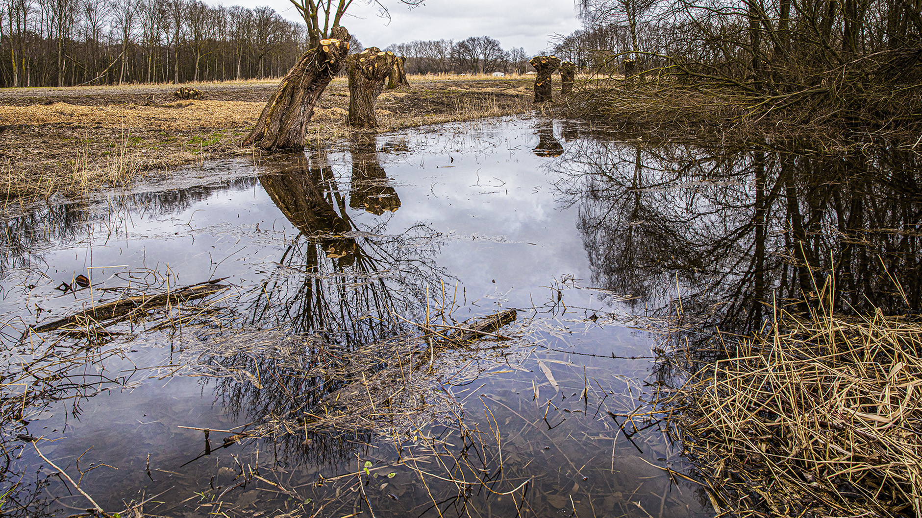 Spiegeltag - Am Teich