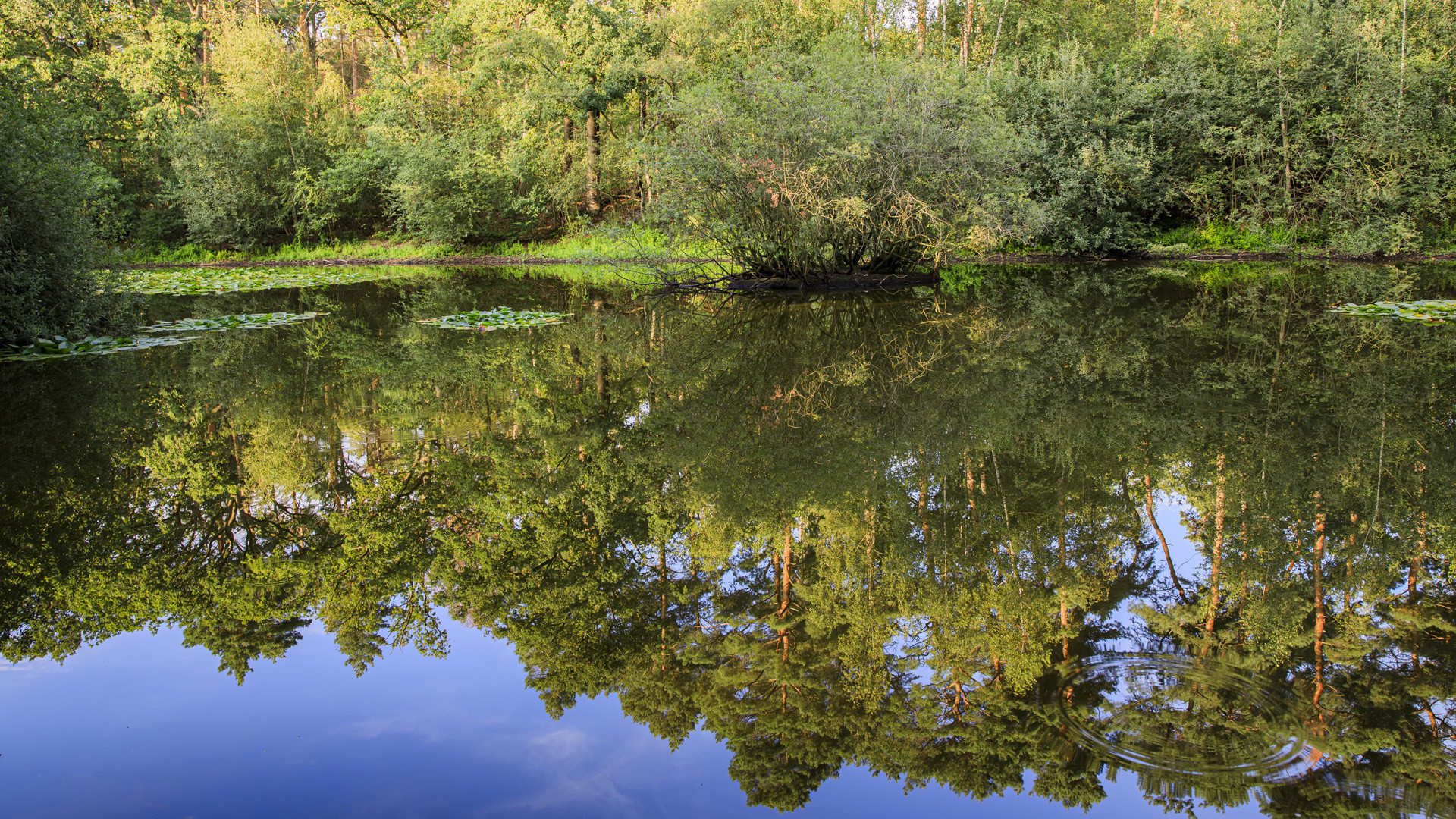 Spiegeltag - Am Teich