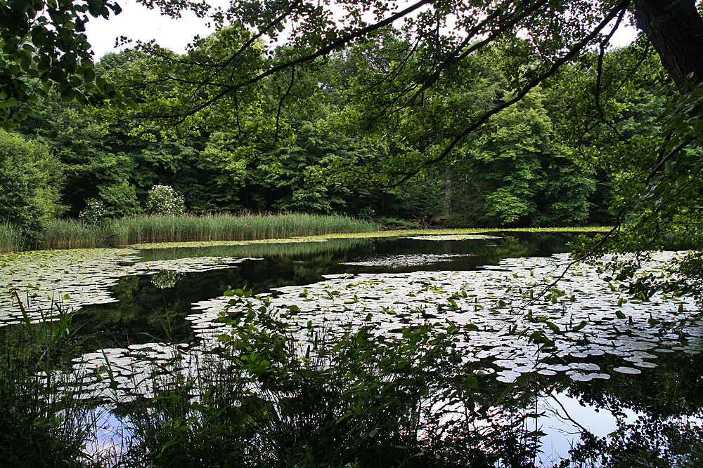 Spiegeltag: am Teich