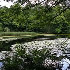 Spiegeltag: am Teich