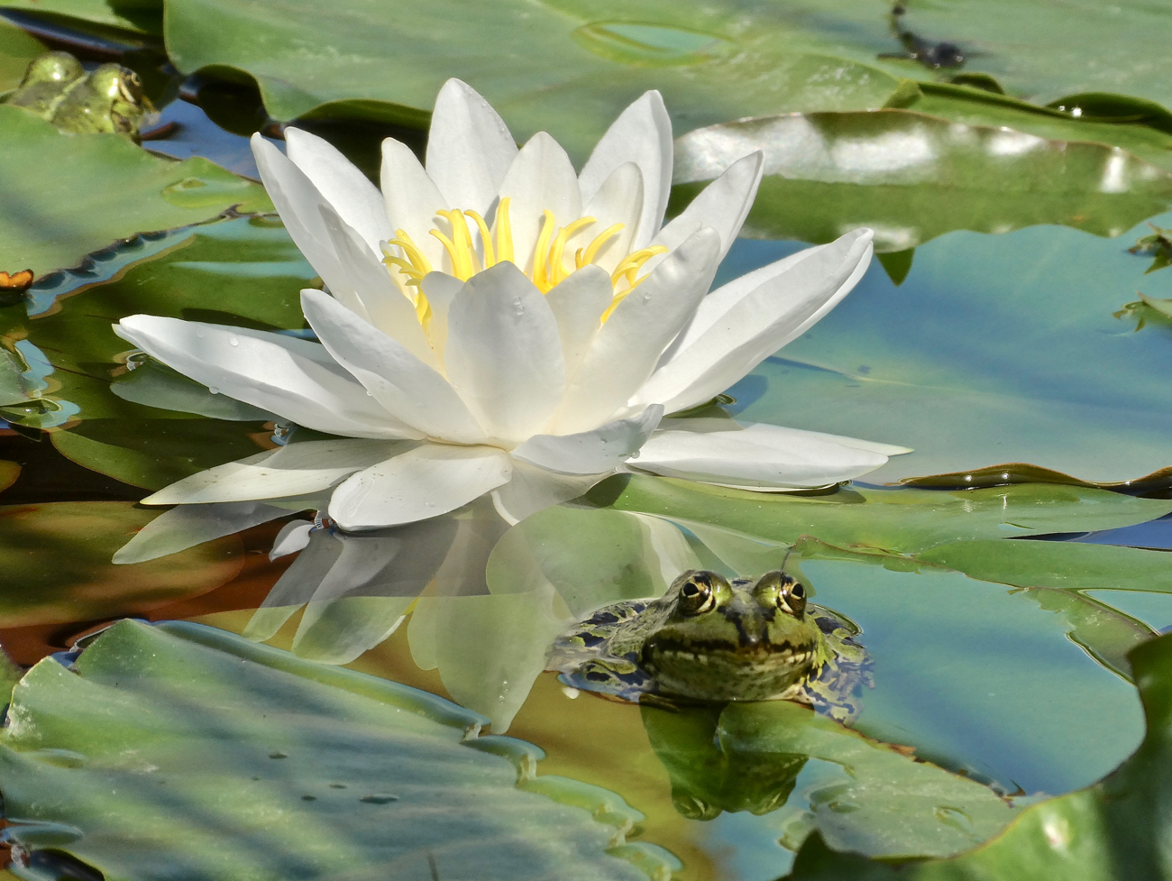 Spiegeltag-Am Teich